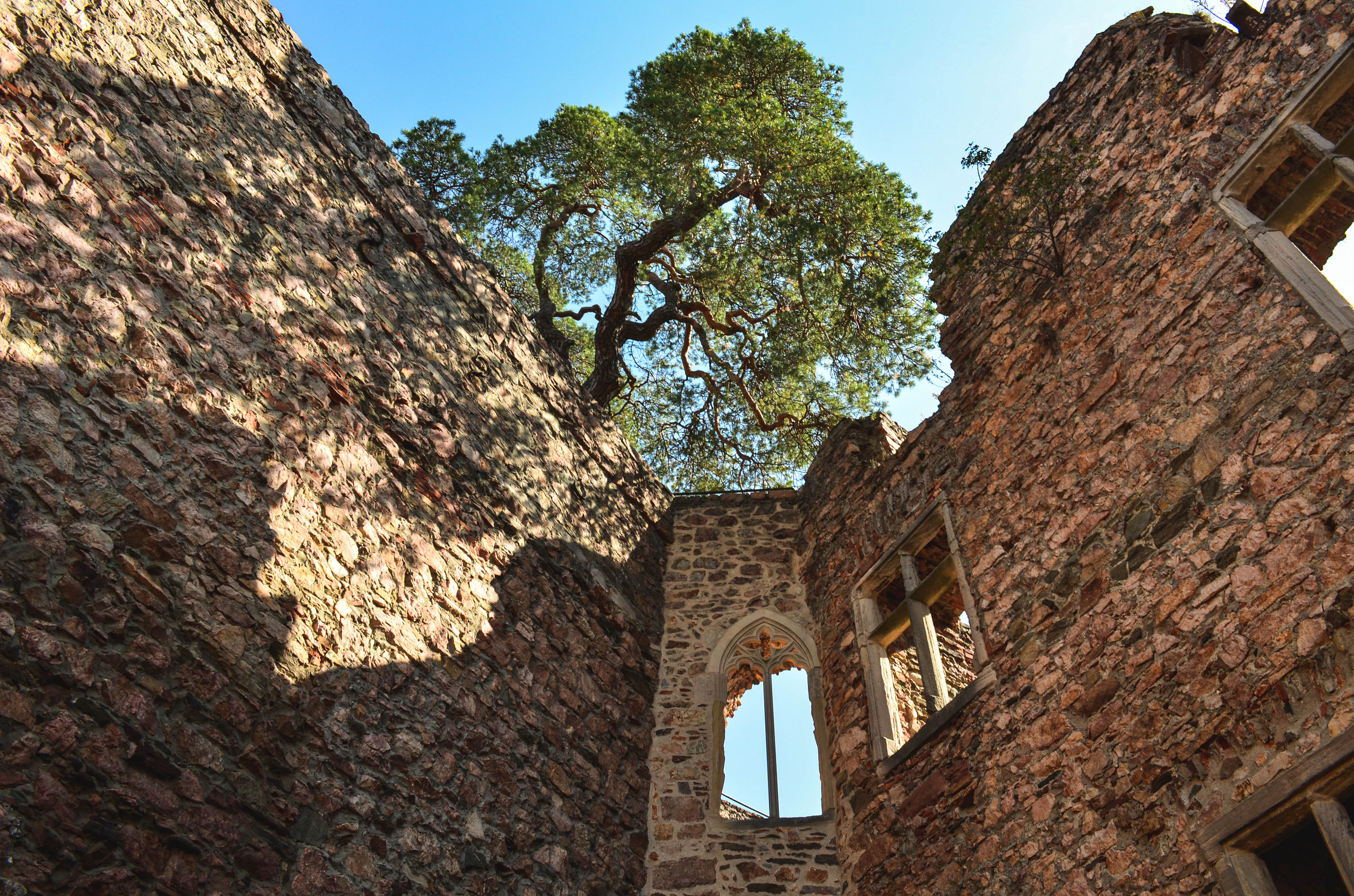 Blick nach oben auf eine alte, zerfallene Steinmauer mit gotischem Fenster, darüber ein blauer Himmel und ein großer Baum.