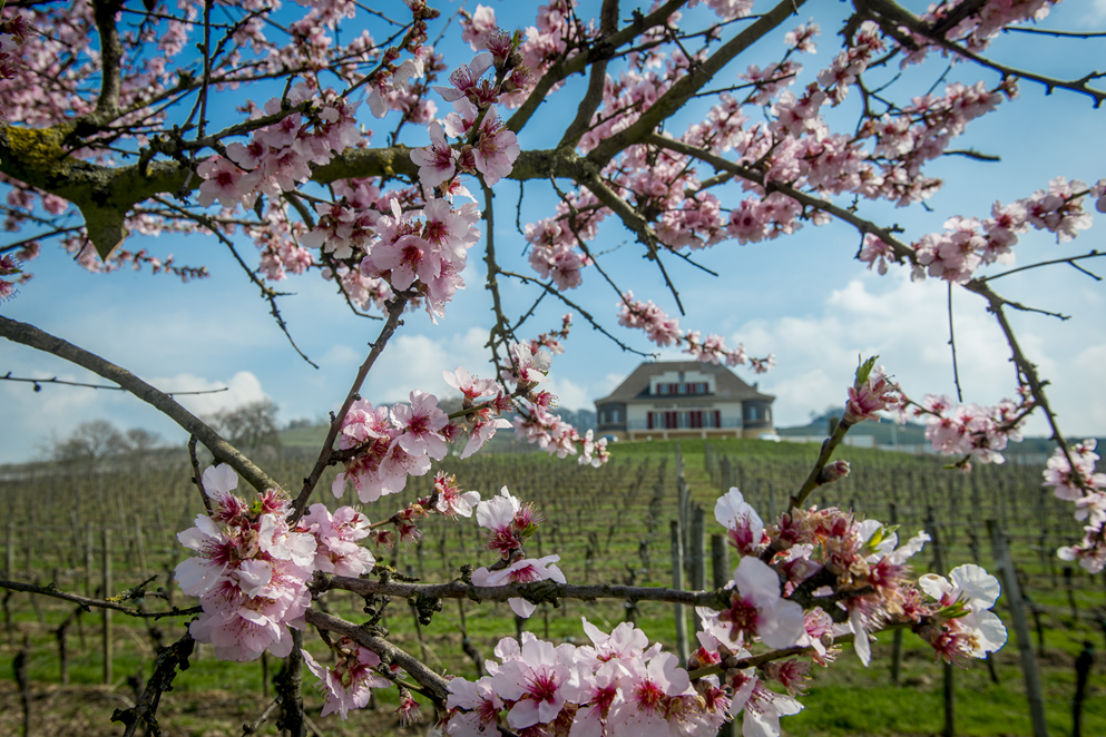 Blühende Mandelbaumzweige mit einem Weingutshaus und Weinreben im Hintergrund unter blauem Himmel.