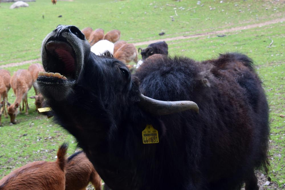 06_Bild Bergtierpark