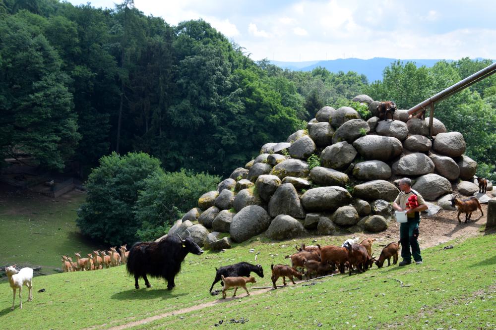 05_Bild Bergtierpark