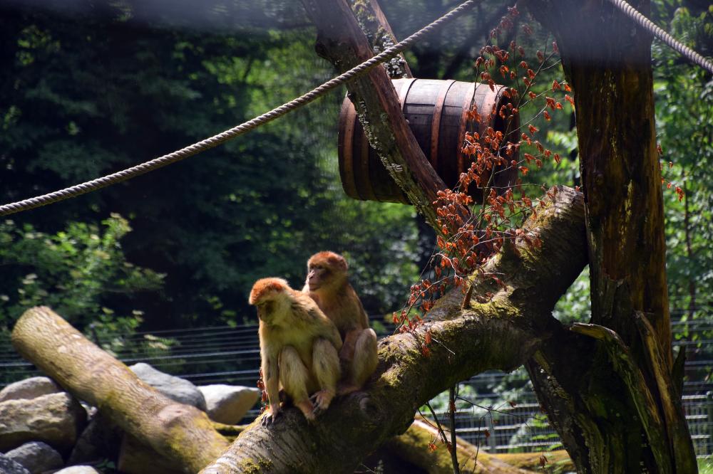 02_Bild Bergtierpark