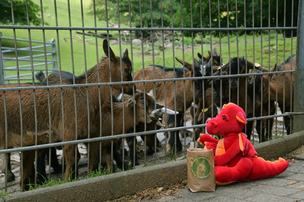 04_Bild Bergtierpark
