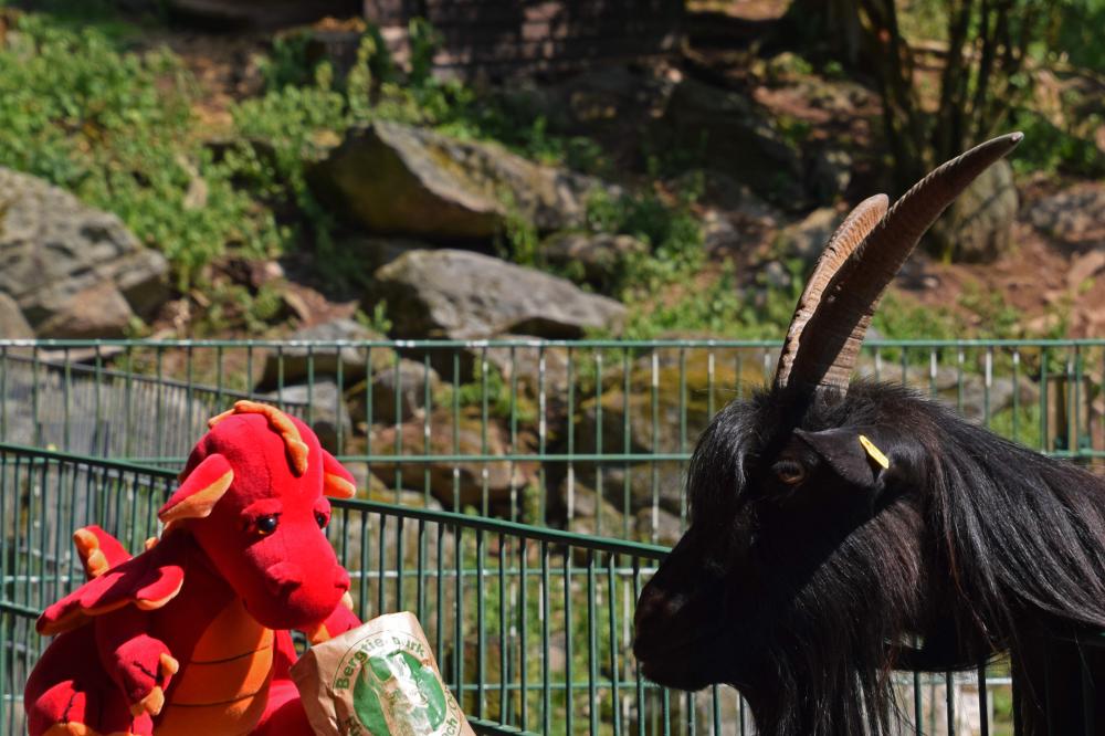 01_Bild Bergtierpark