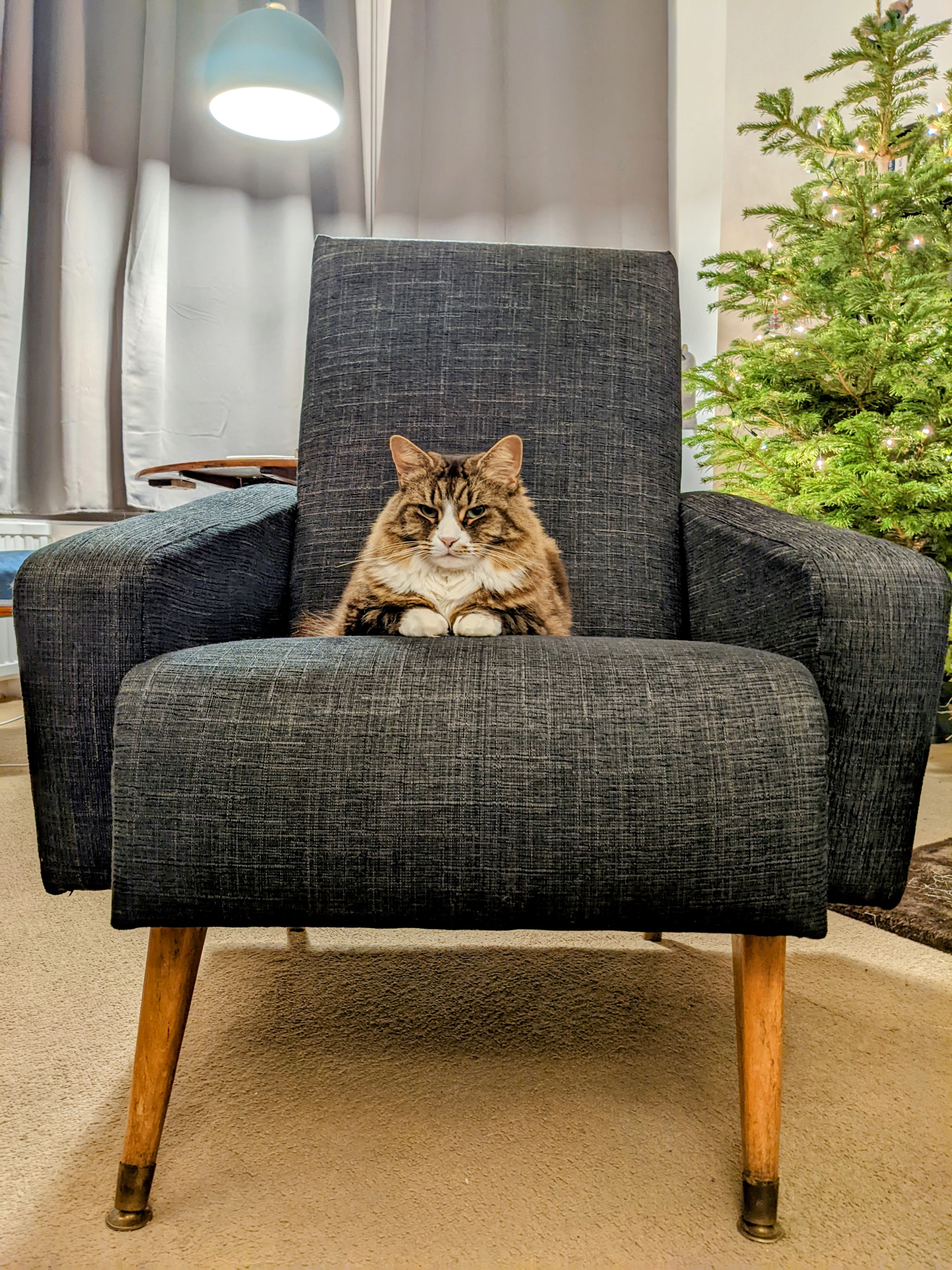 Audrey the cat sitting on an armchair