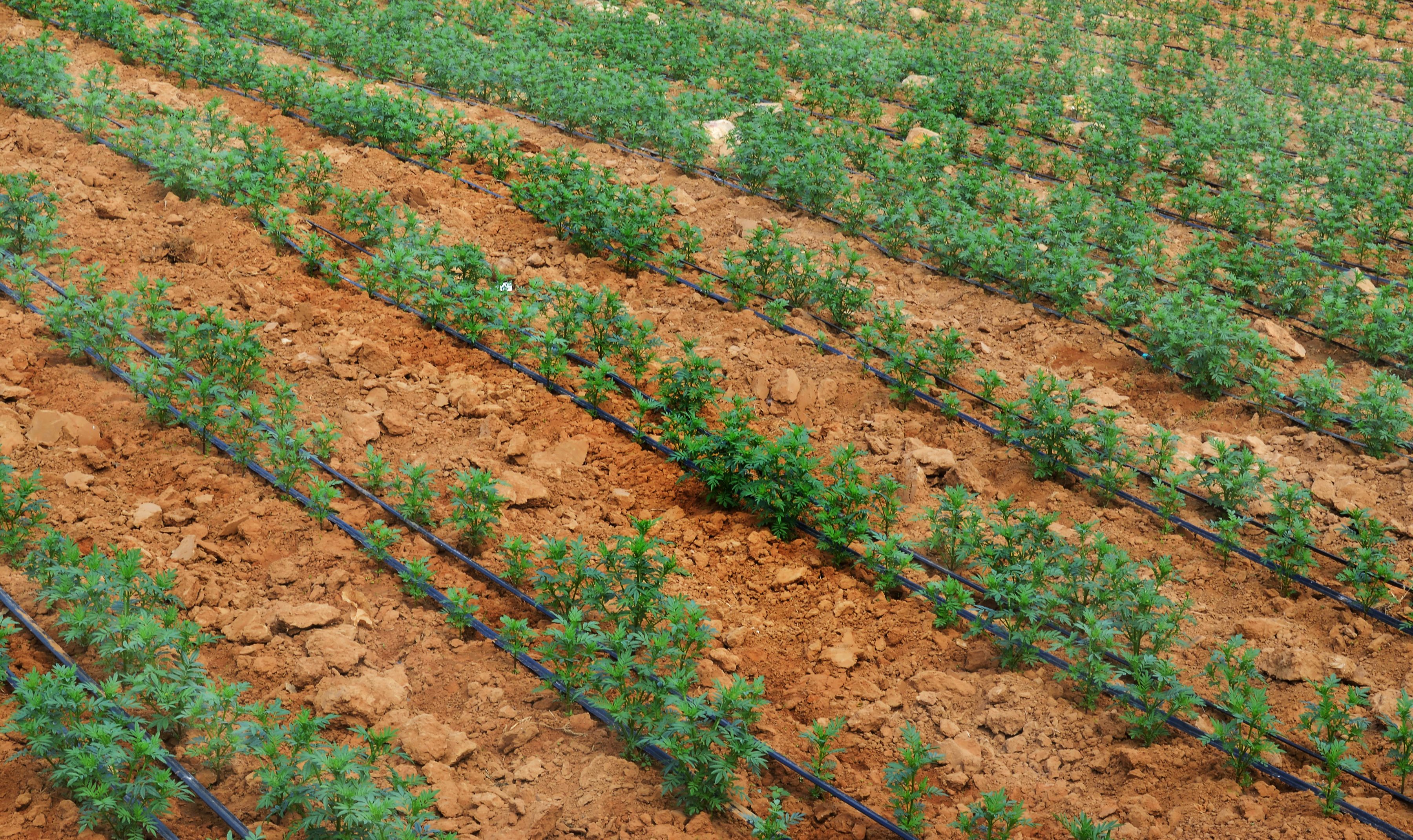 Drip irrigation lines in field.