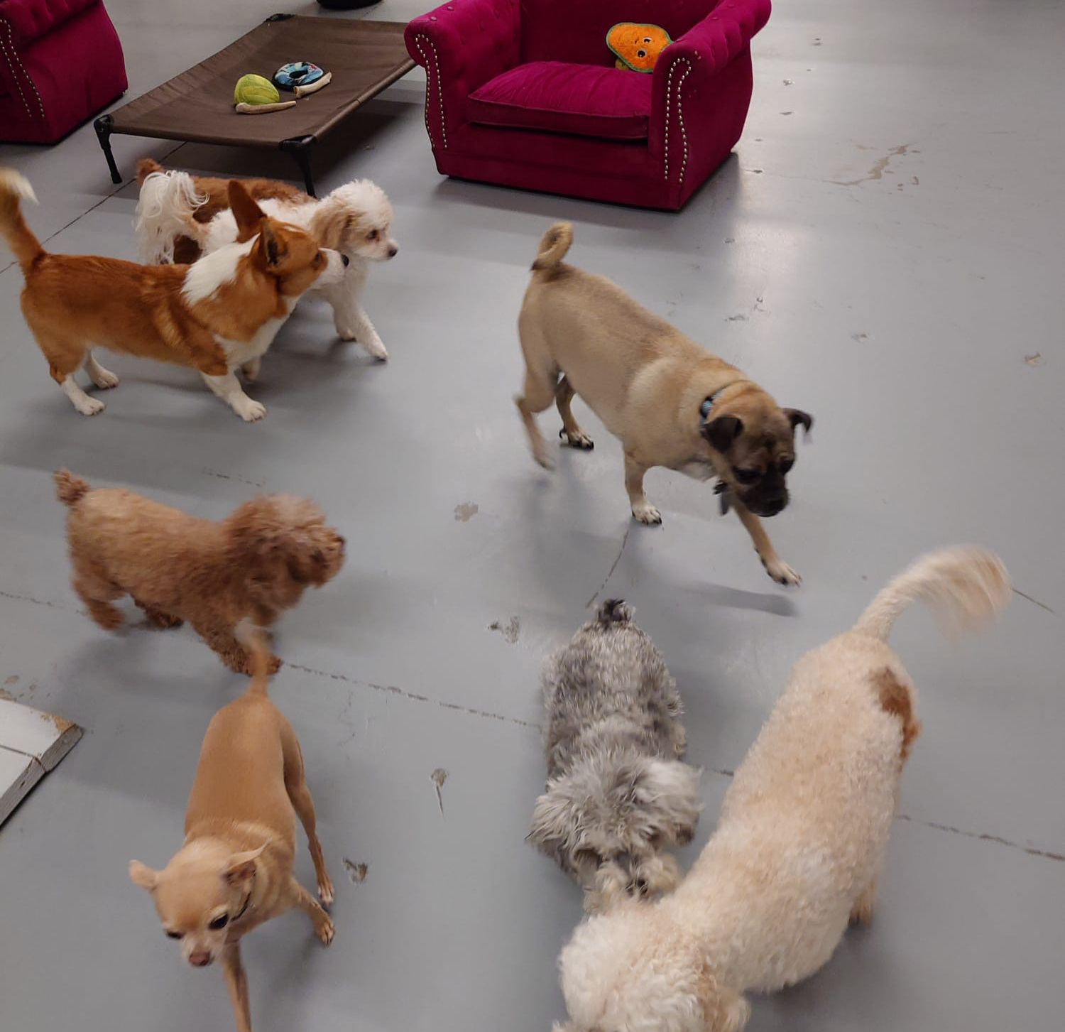 Seven small to medium dogs socializing on a gray floor inside a room with red furniture.