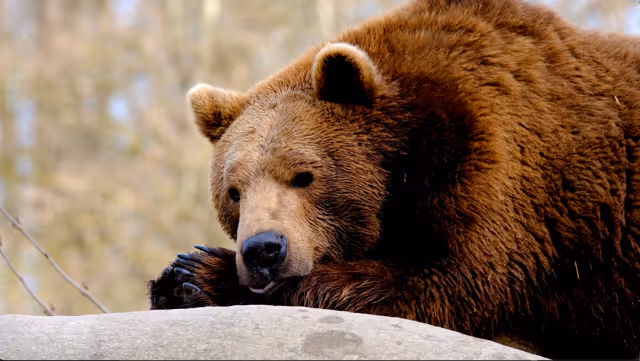 Bruine beer die met zijn kop en poten op een steen ligt, met een wazige achtergrond van bomen.