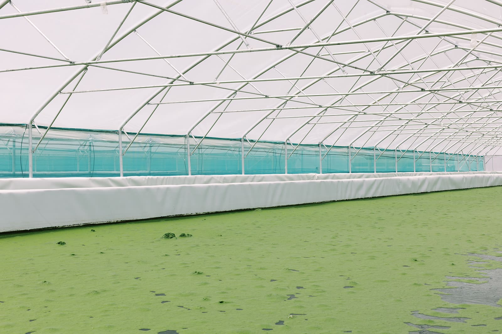 Phytoplankton powder production in Greece, ponds