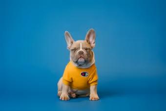 French bulldog wearing a yellow Champion hoodie sitting against a solid blue background.