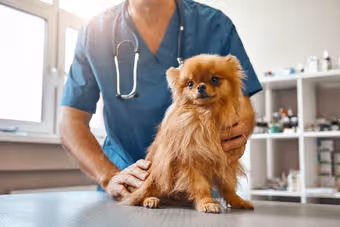 Veterinarian in blue scrubs with stethoscope holding a small brown dog on examination table.
