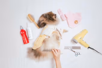 Person grooming a fluffy dog surrounded by grooming tools like a brush, scissors, and hairdryer.