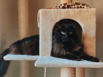 Black and brown long-haired cat lying on a beige cat tree with its head in a cubed hideout.