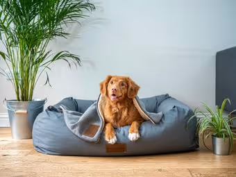 Brown dog resting in gray pet bed on wooden floor between two potted plants.