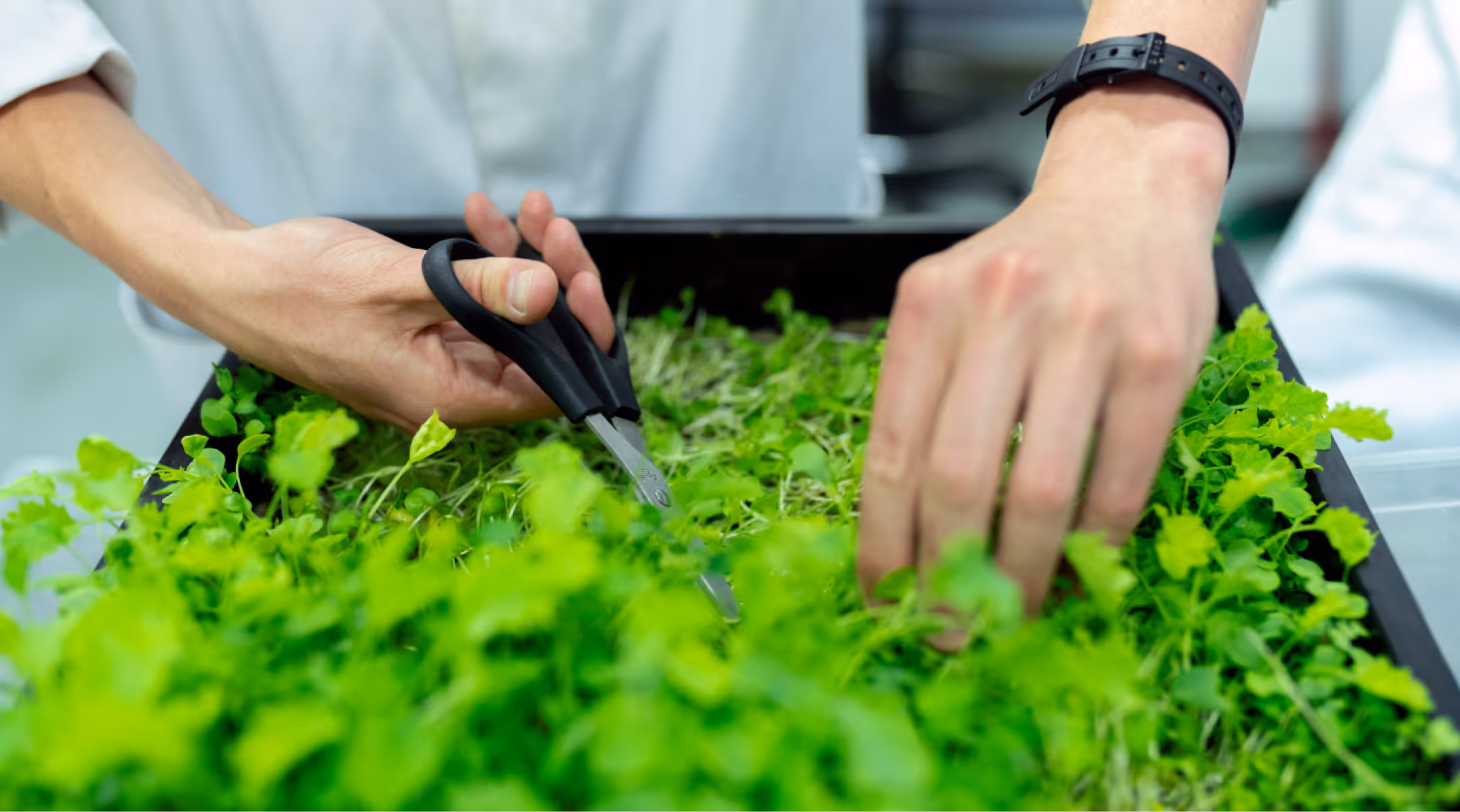 Agritech