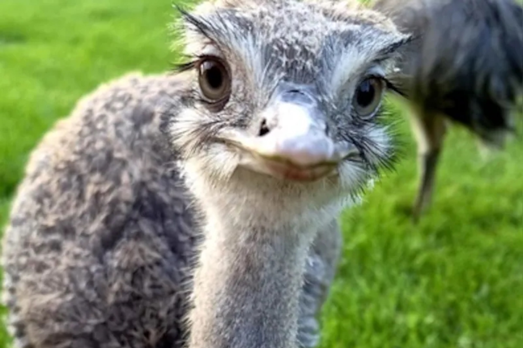 Vogeltentoonstelling De Edelzanger