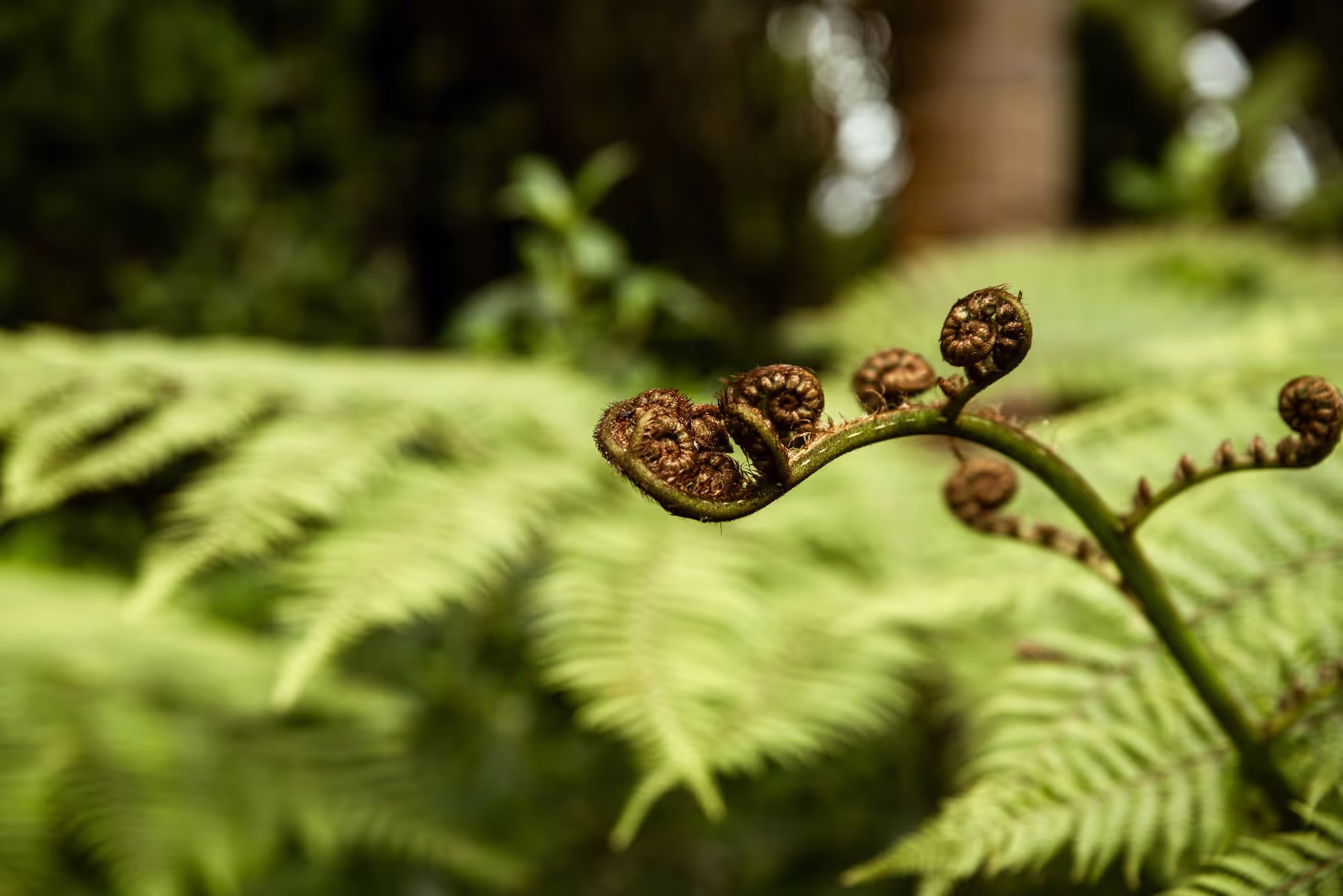 A close-up of a fern frond showcasing intricate, coiled leaf buds against a backdrop of lush green ferns in soft focus.