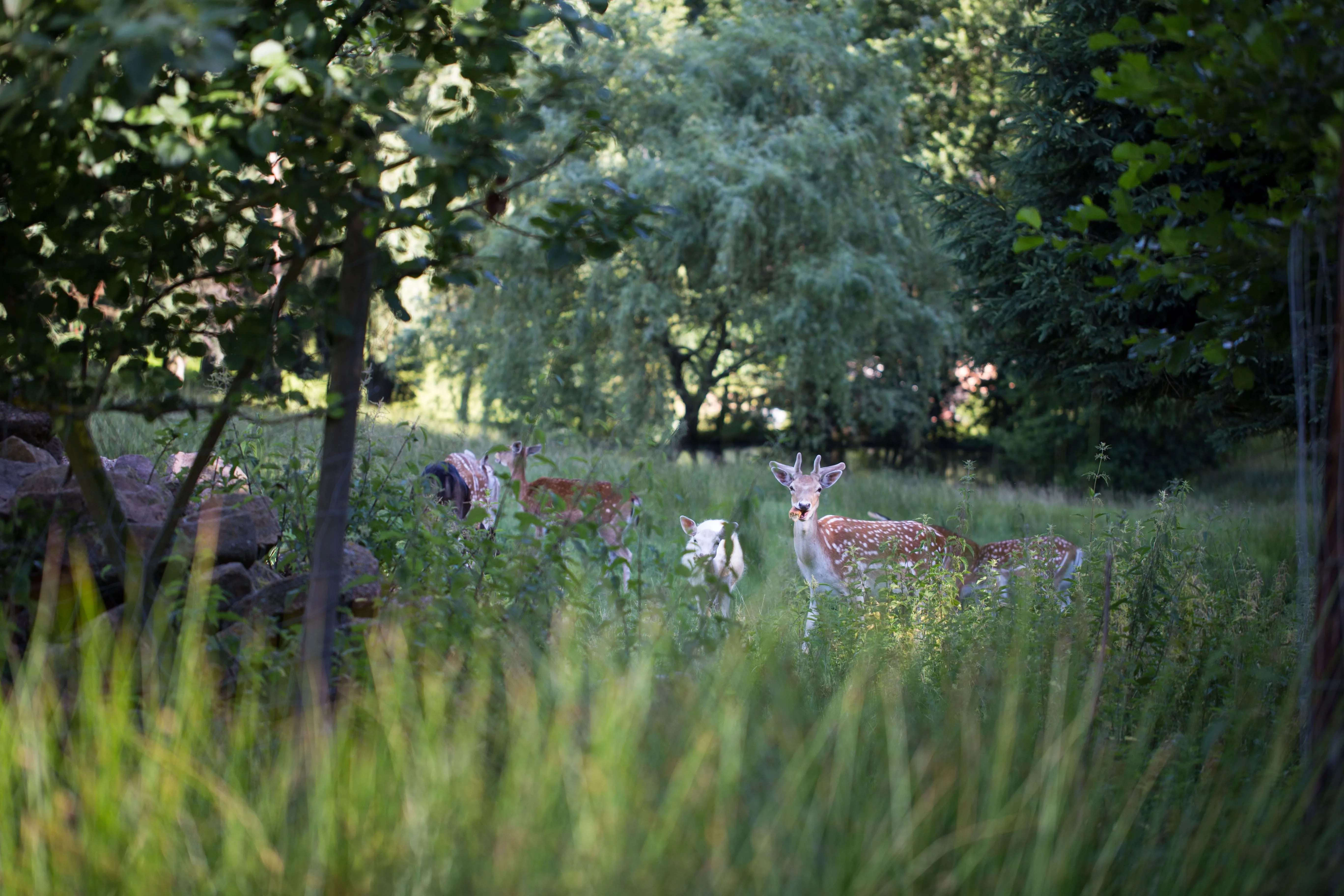 animaux de la ferme - biches
