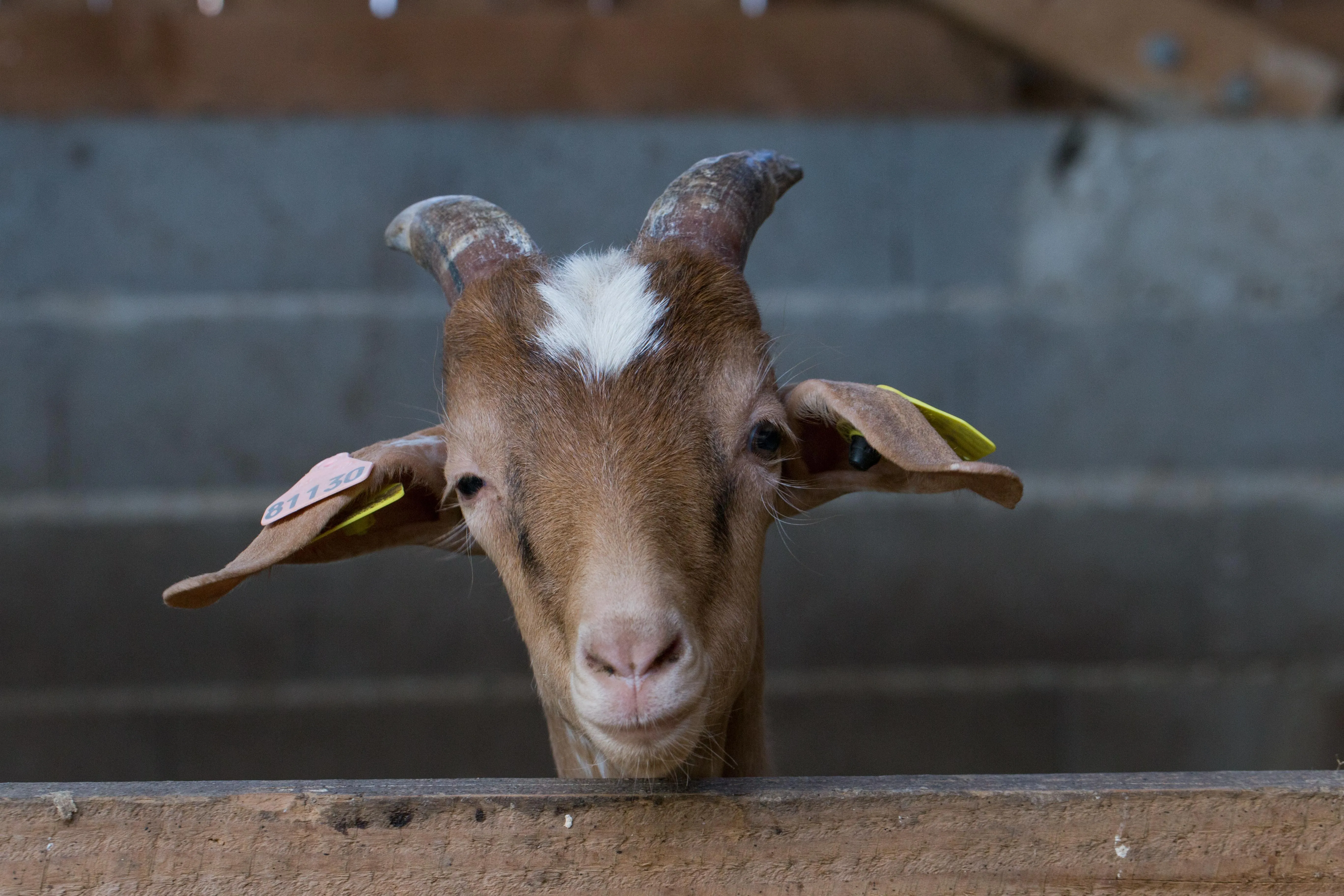 animaux de la ferme - chèvre