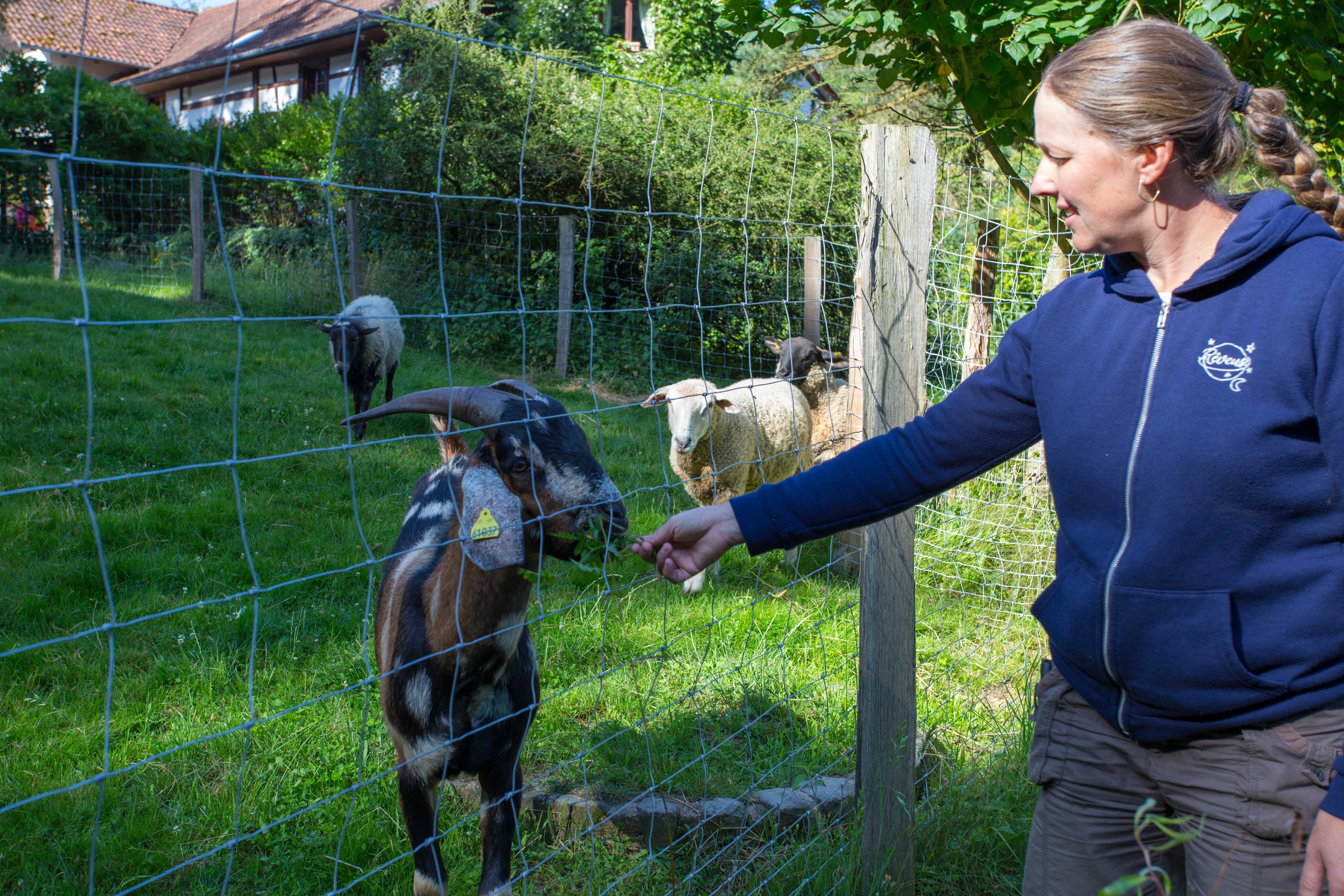 animaux de la ferme - chèvre