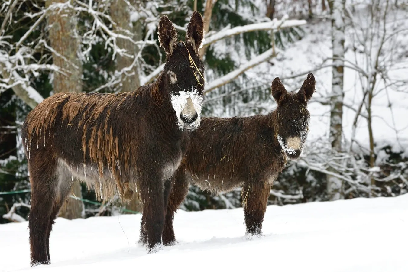 animaux de la ferme - ânes