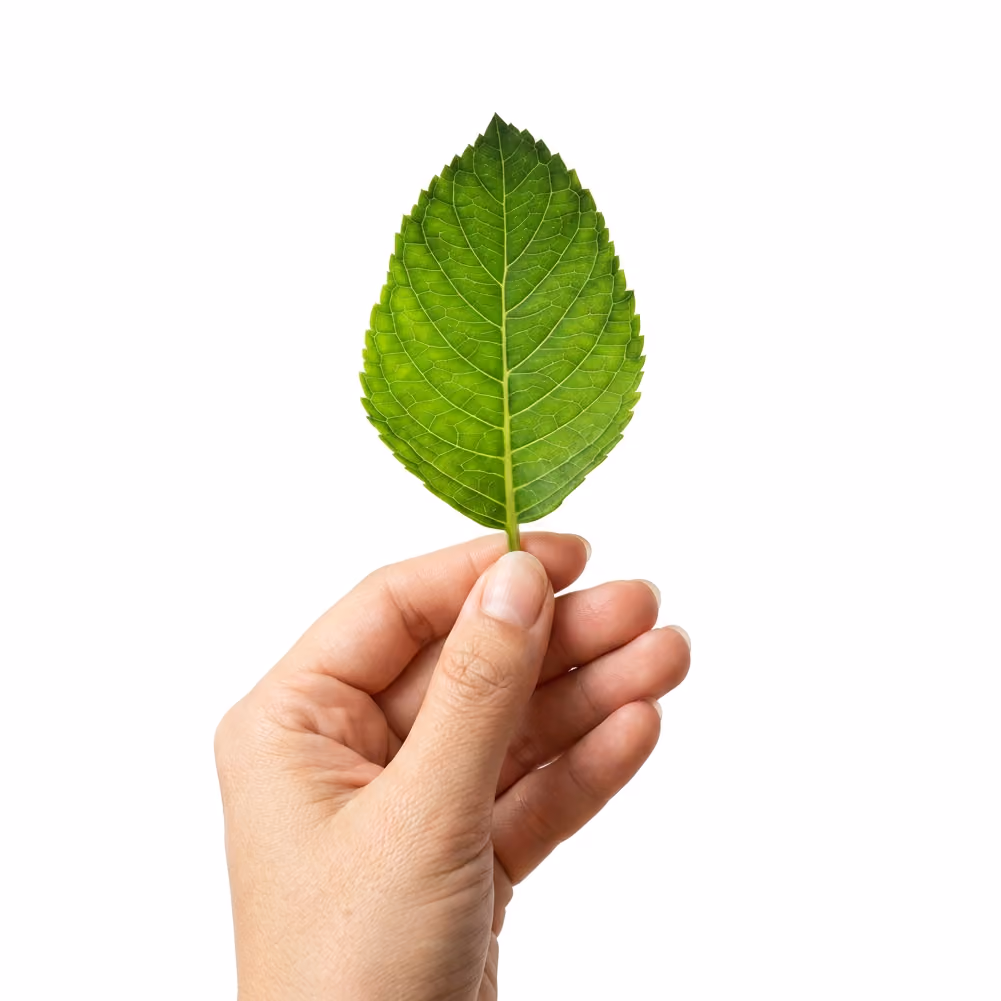 Hand hält ein grünes Blatt.