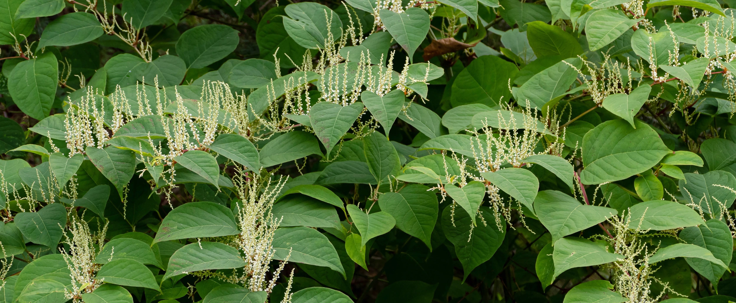 Learn why Japanese knotweed is such a serious property issue, your legal responsibilities, and when you may be able to claim compensation. Expert advice from Complex Law