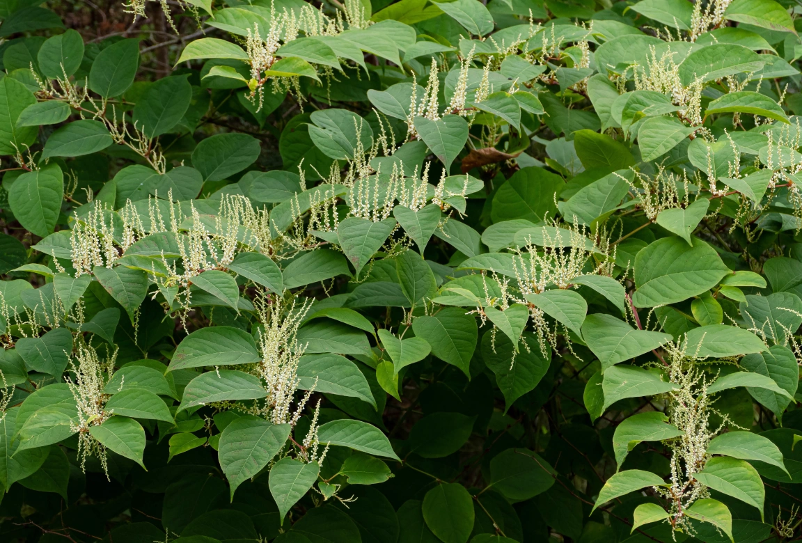 Learn why Japanese knotweed is such a serious property issue, your legal responsibilities, and when you may be able to claim compensation. Expert advice from Complex Law