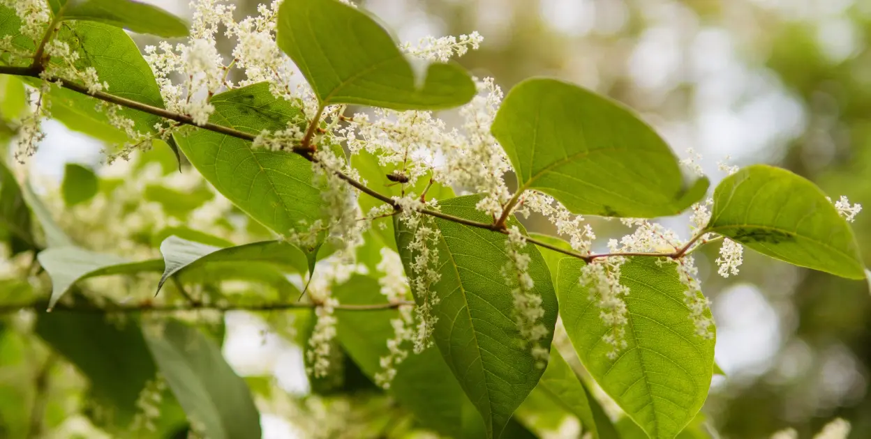 Found Japanese knotweed on your property? Who's responsible, and what can you do about it?