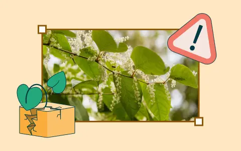 Dealing with Japanese knotweed