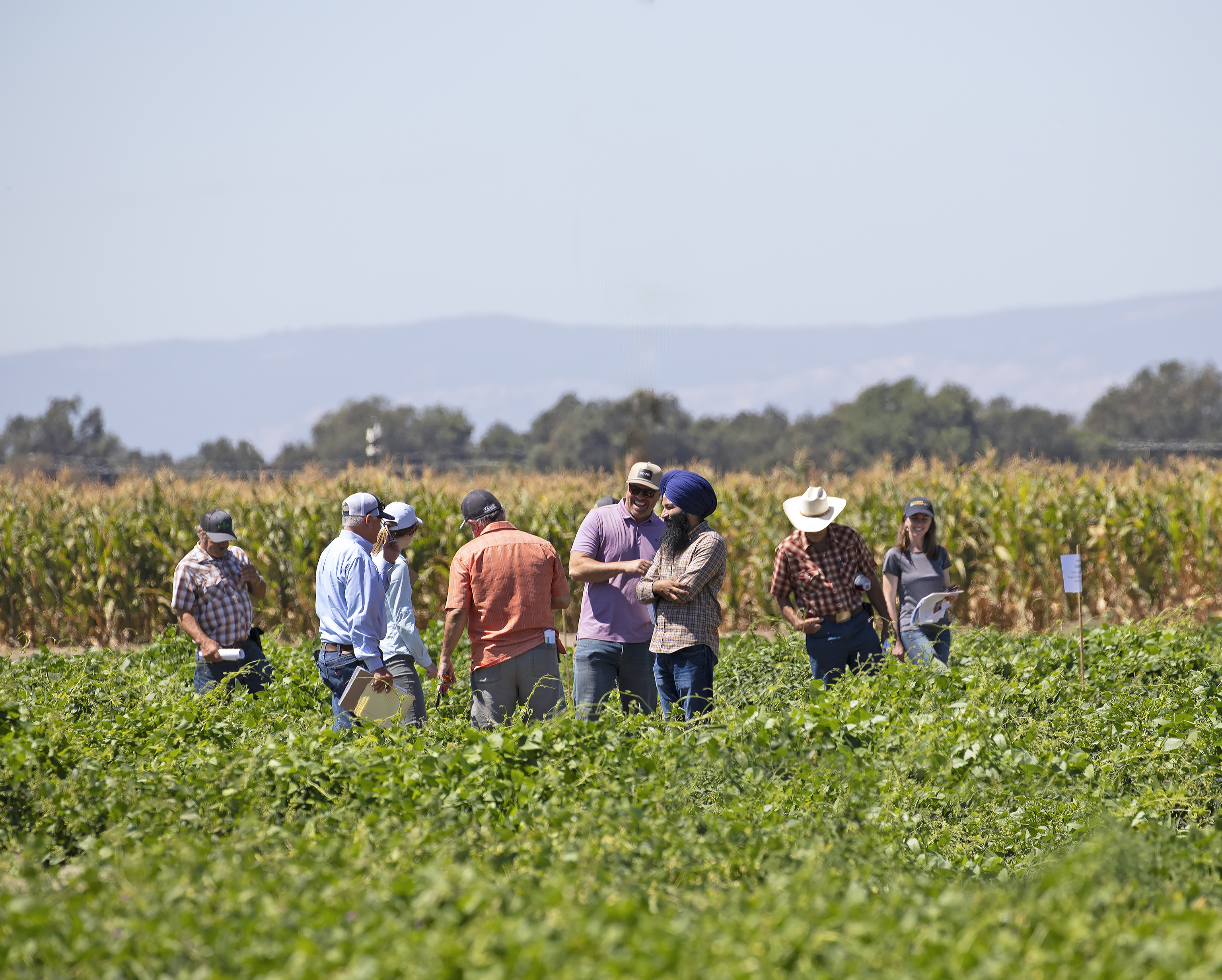 Partners and researchers at a California field day