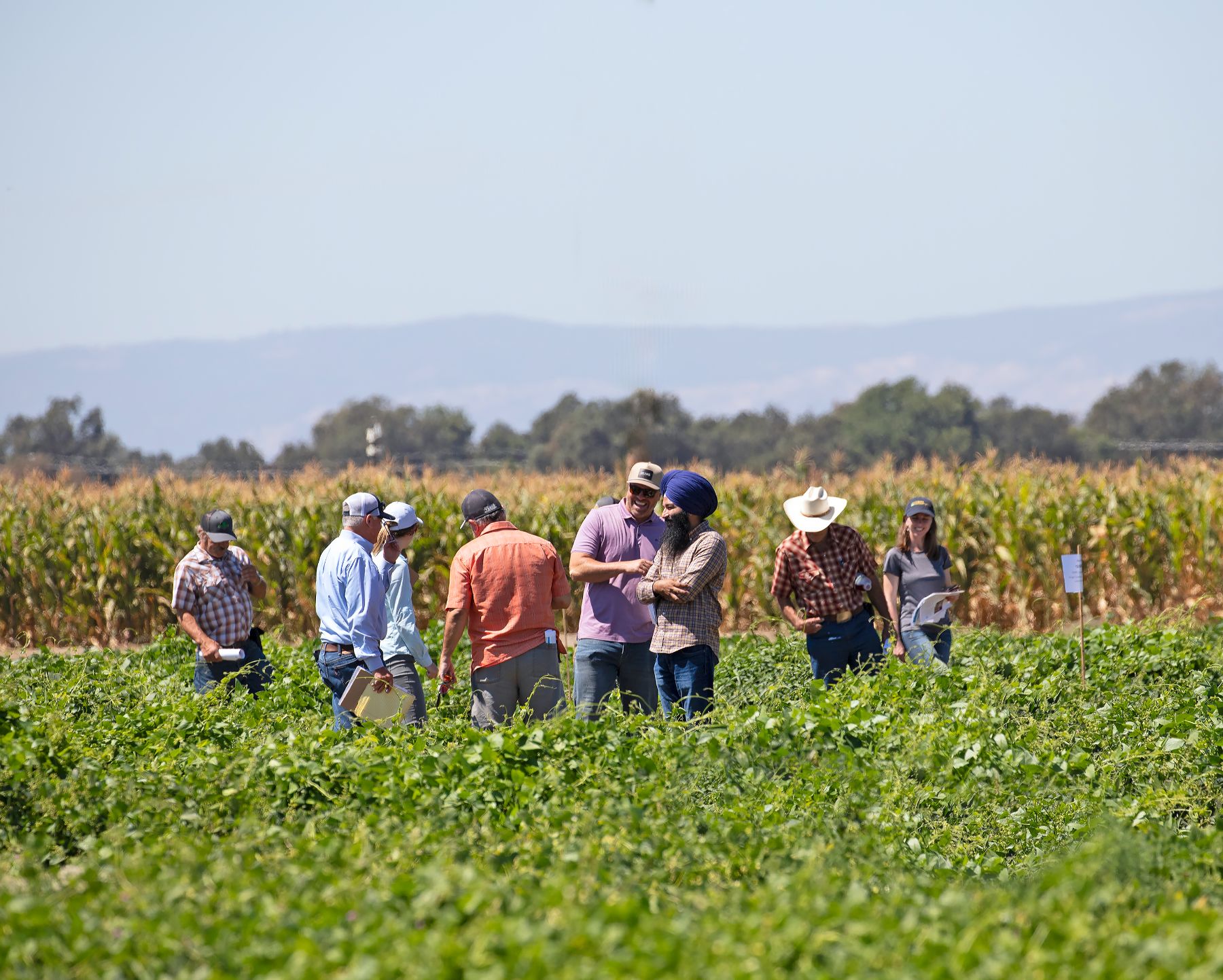 People exchanging ideas together in a crop field.