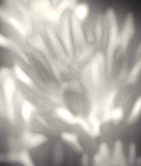 Soft-focus monochrome close-up of flower petals and center in gentle light.