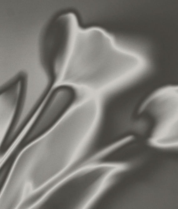 Soft-focus grayscale image of three tulip flowers with smooth gradients and shadows.