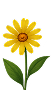 Yellow Flower