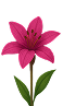Pink Flower
