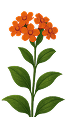 Orange Flower
