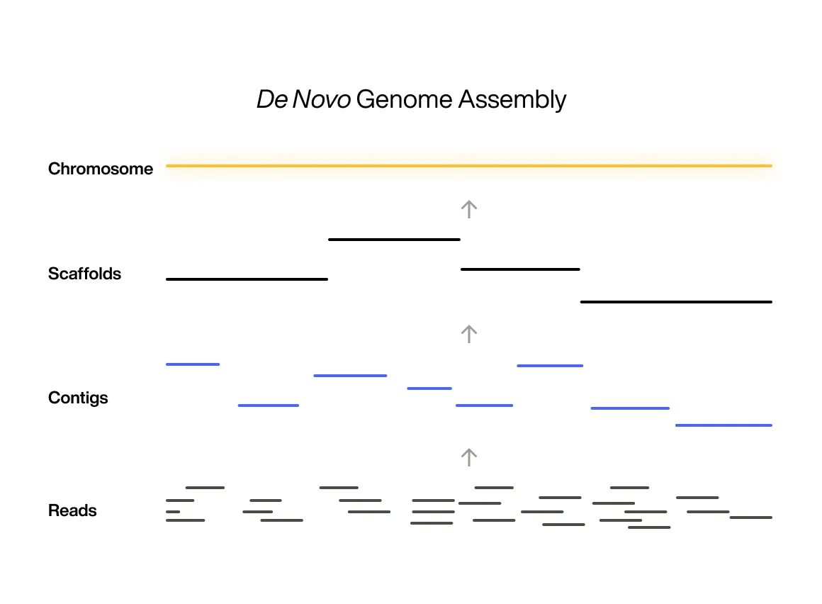 Genome Assembly illustration