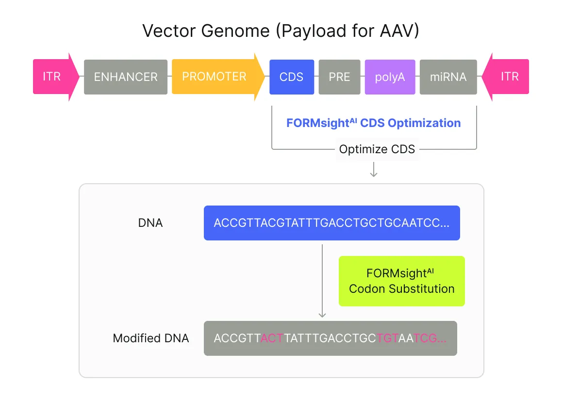 Codon Optimization illustration