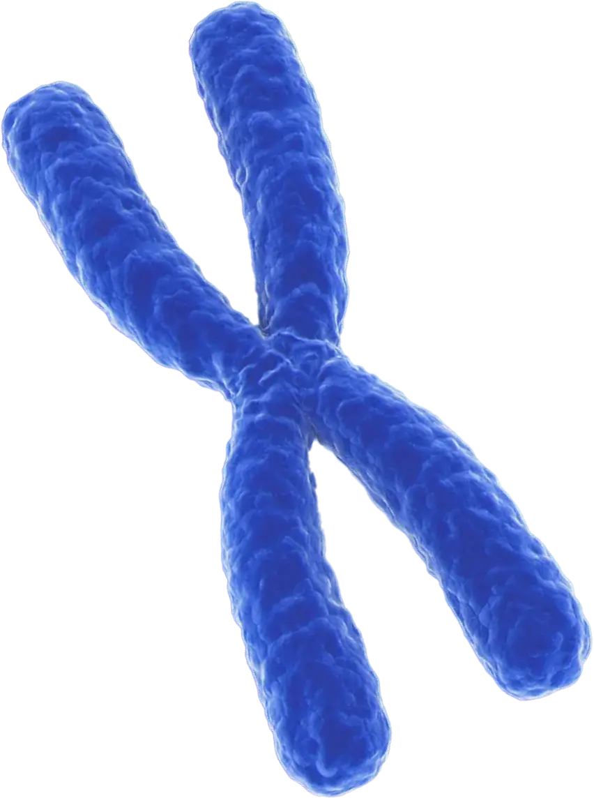 3D rendering X chromosome