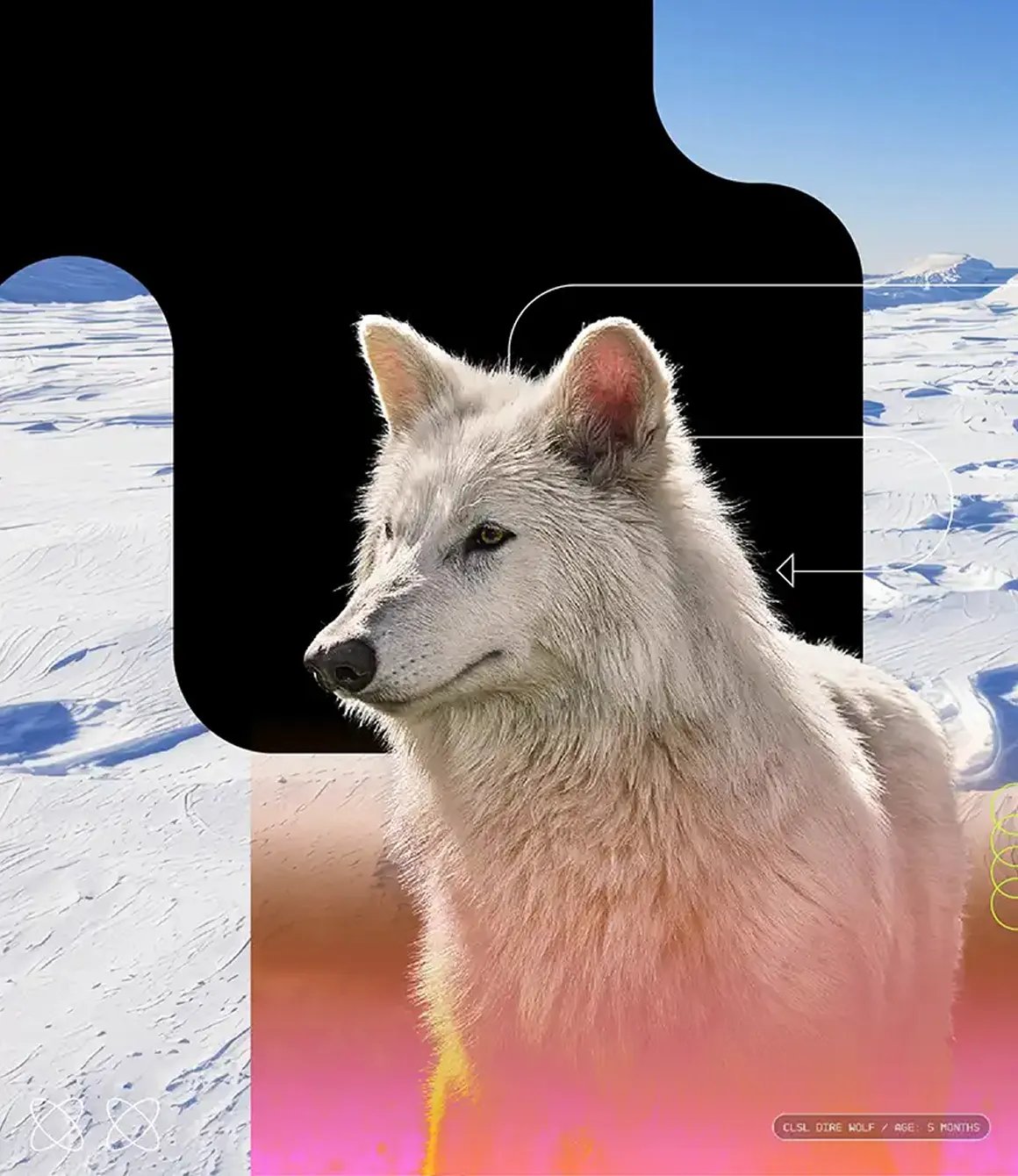 Colossal Dire Wolf / Age: 5 month