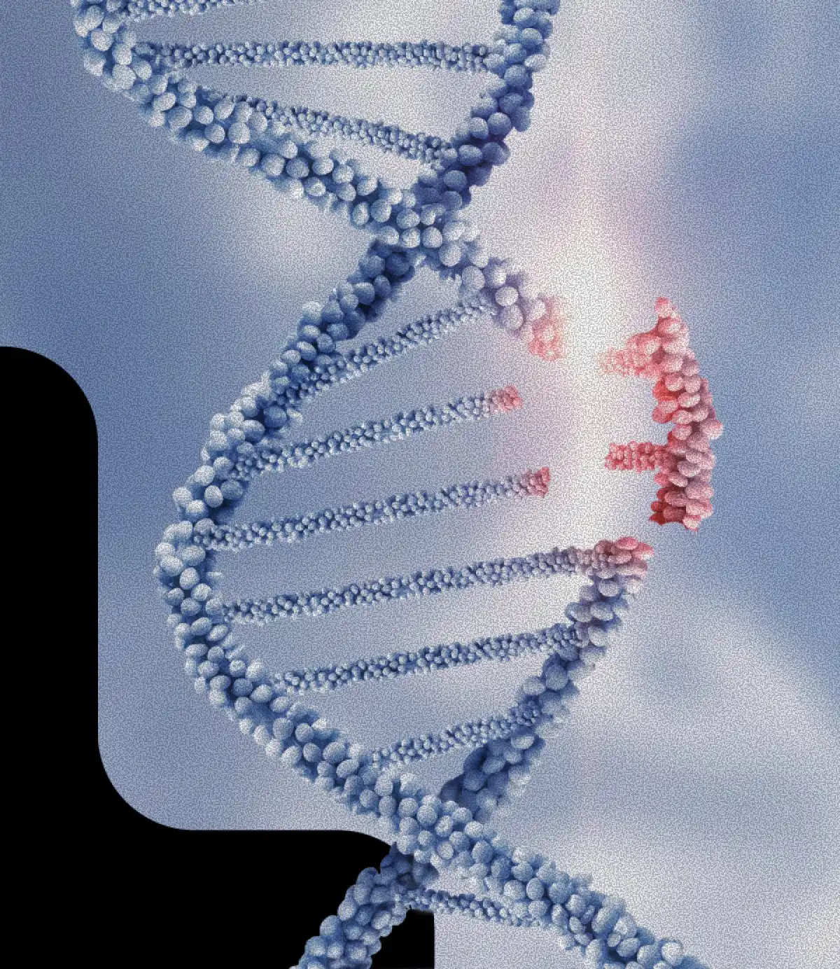 3D illustration of a DNA double helix with a section of the strand breaking apart and highlighted in red, symbolizing gene editing or mutation.