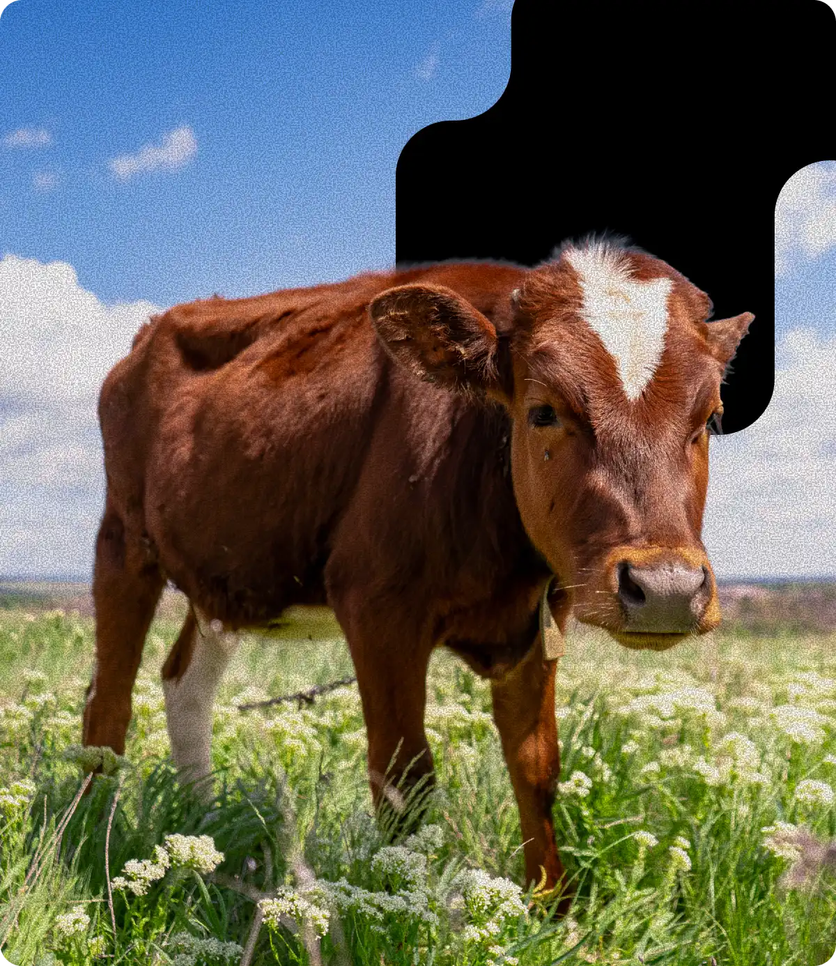 A happy brown cow in a grass field