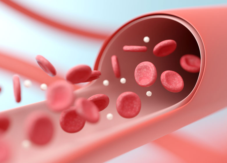 Illusstration of a paper-thin lining inside your blood vessels 
