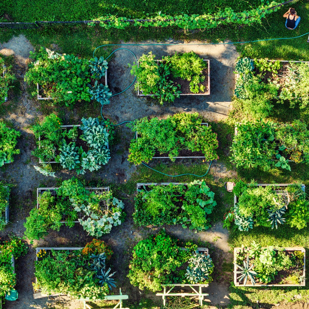 Aerial view of a community garden with several raised beds filled with lush green plants and a person sitting on the grass in the upper right corner.