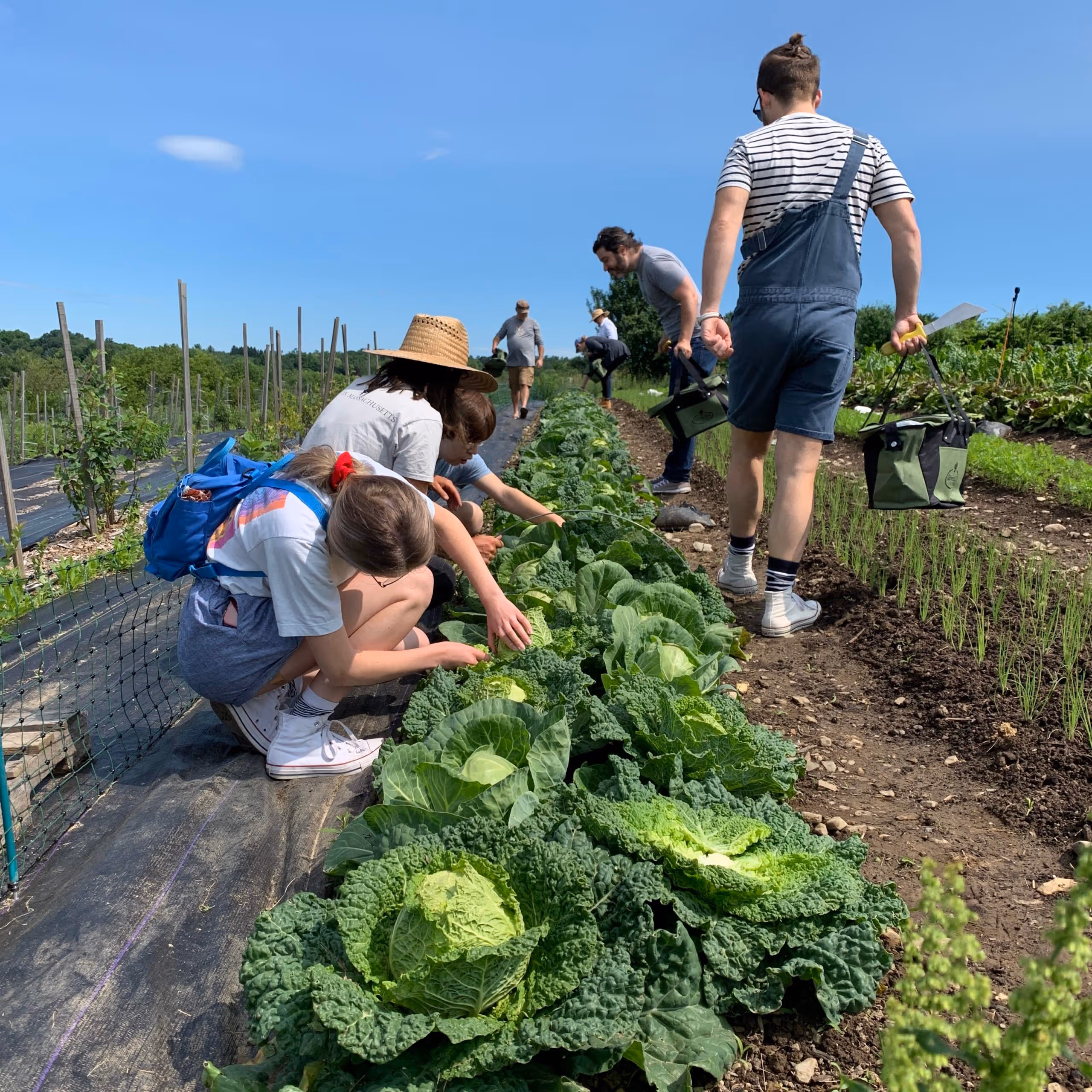 People harvesting cabbage in a sunny field with blue sky and green vegetation.
