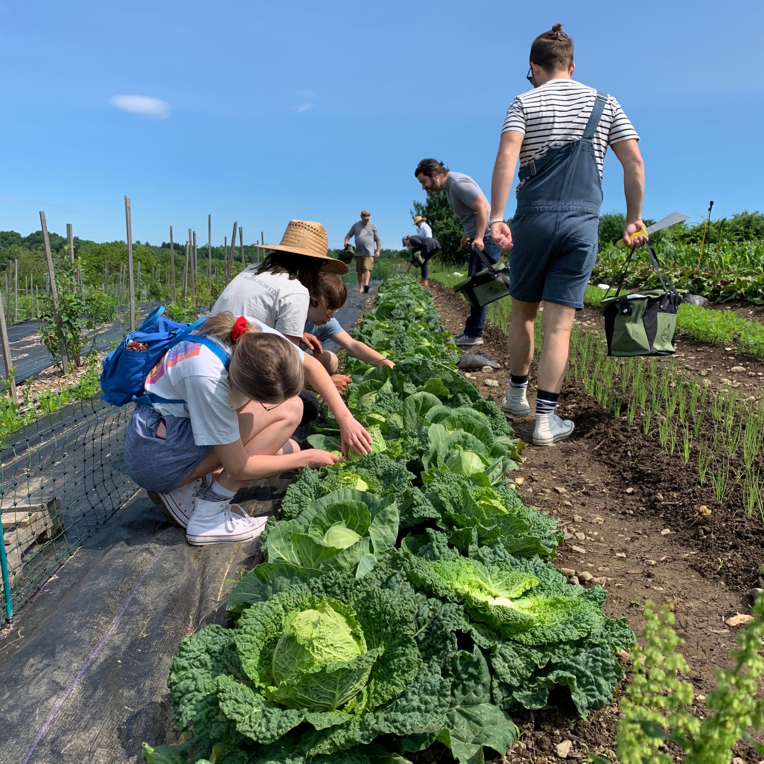 People harvesting cabbage in a sunny field with blue sky and green vegetation.