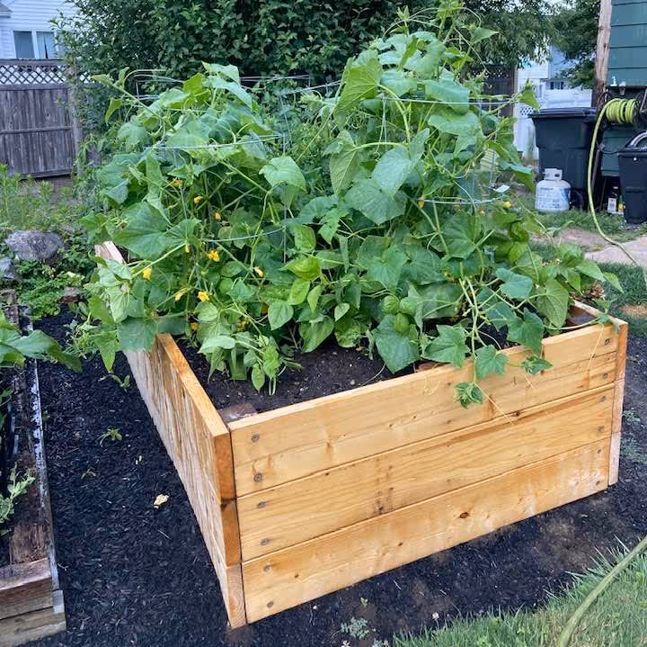 Wooden raised garden bed filled with healthy green vegetable plants and dark soil in a backyard.
