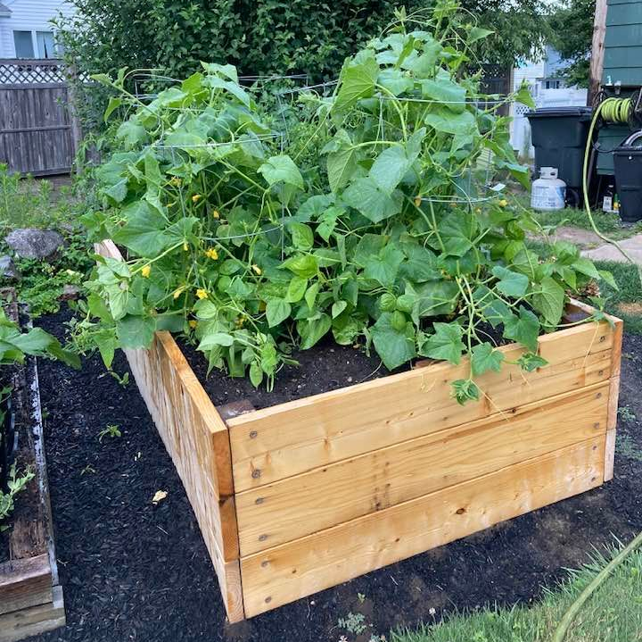 Wooden raised garden bed filled with healthy green vegetable plants and dark soil in a backyard.