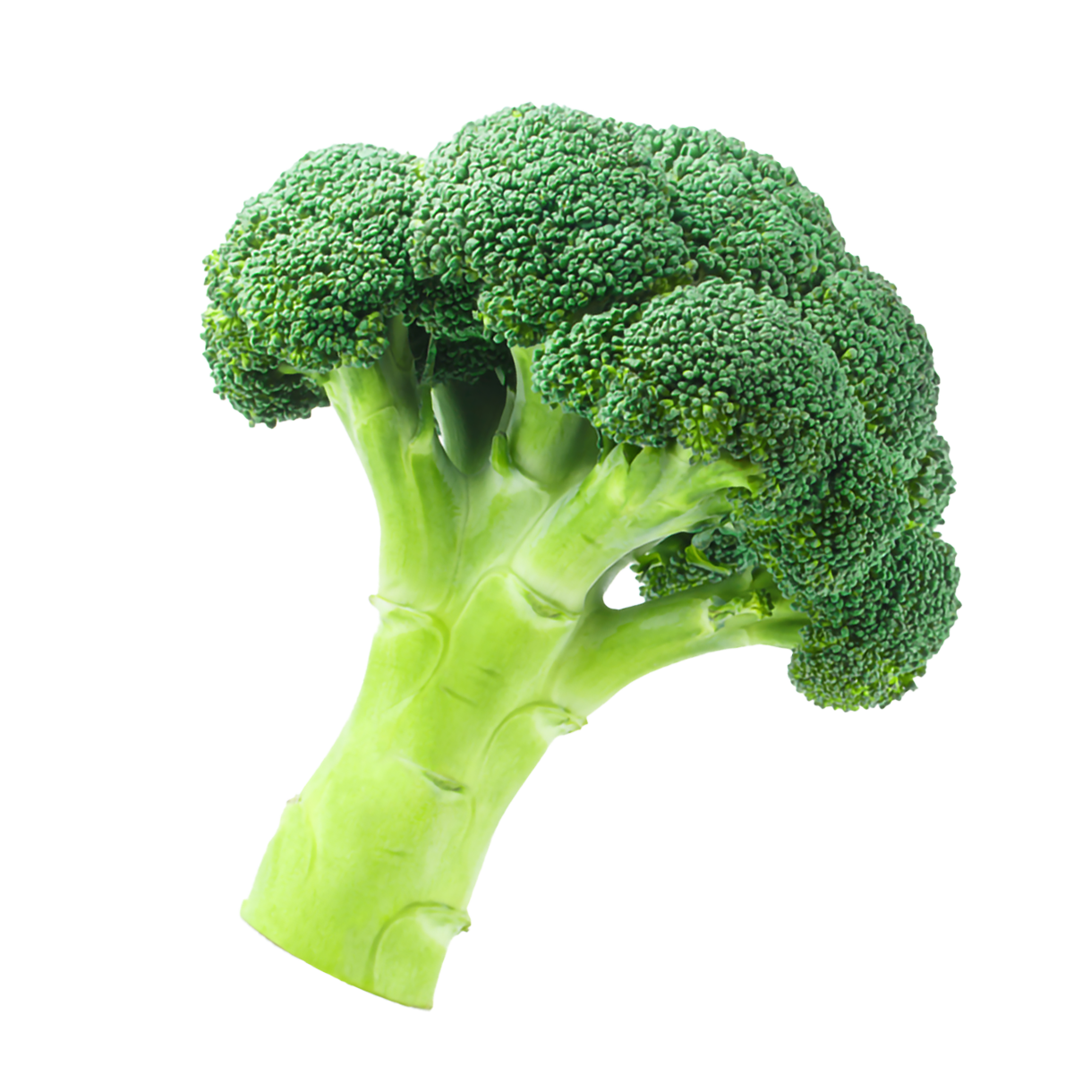 Fresh green broccoli floret with thick stalk and tight buds.