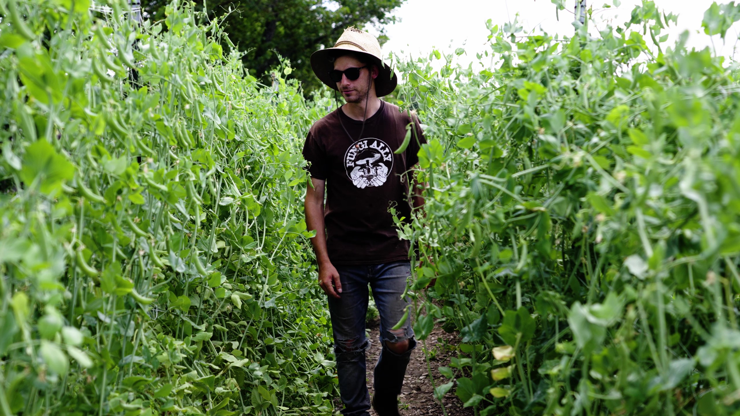 Man wearing a brown t-shirt, jeans, sunglasses, and a wide-brimmed hat walking through a green pea plant field.